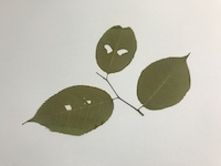Buna