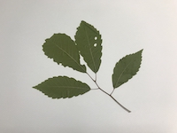 Konara