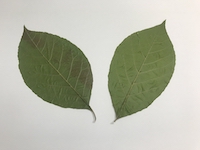 Koshiabura